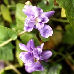 Sweet Violet 'Parme de Toulouse'